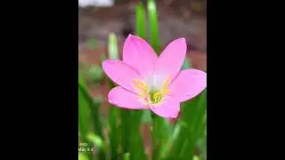 Trending flower reels 🌸