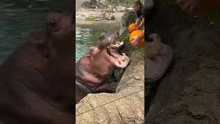 Hippo eating pumpkin in pond