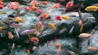 Lotte World Aquarium
