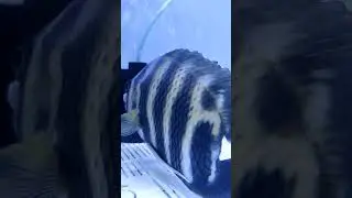Zebra Tilapia 🐠🐠 | Fins Fangs 'N' Feathers