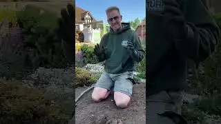 How to Remove dead thatch and leather jackets from lawn