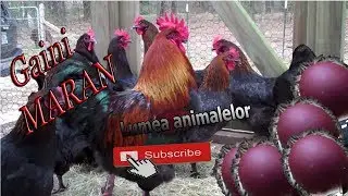 informatii despre rasa de gaini MARAN