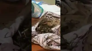 кадры из крокуса