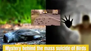 Mystery behind the mass suicide of Birds #Jatinga