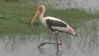 SRI LANKA WILDLIFE Part 3 - A WILDLIFE ODYSSEY #odyssey #wildlife #srilanka #birds #birding
