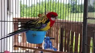 This Parrot’s Balcony Concert Will Make You Smile!