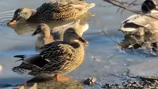 Waterfowl Along Riverbank.. #viral #ducks #waterfowl #foryou #trending #outdoors #wildlife #trending