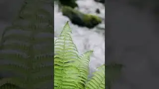 Water Flowing in a Stream #shorts #Shorts #satisfyingclips