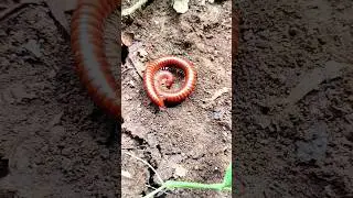 MENYERAMKAN! Lingkaran Kaki Seribu yang menakutkan 😱😱😱 - short video #snailhunter