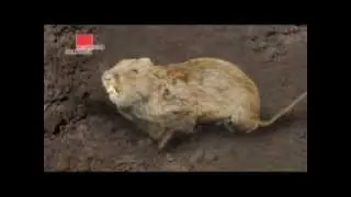 Val voor Woelmuizen POS Film WMF NL