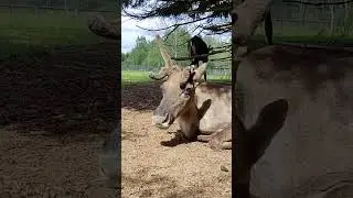 Редкие лесные северные олени теперь живут в Подмосковном сафари-парке #олень #reindeer #сафарипарк