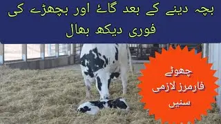 Cow care after delivery & newly born calf care ll Necessary Protocols for Crossbreed cow & calf