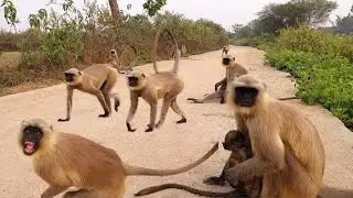 A Group of Langurs Took Over the Road 🐒 | Rare Wildlife Moment!
