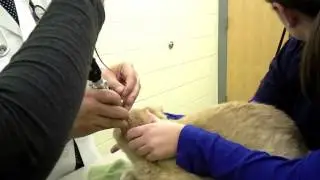Sneak Peak: Barney's Vet Visit