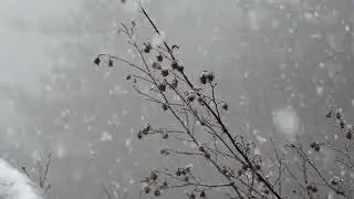 nevicatina in trentino a bassa quota - 16 gennaio 2023