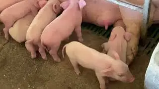 Vawk note ten hnute an hne meek🐷🐷