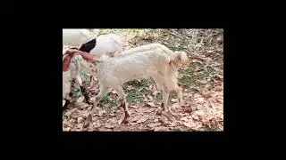 JAMNAPYARI GOAT 🐐🐐
