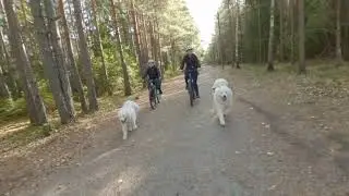 Two samoyeds bikejoring in forest