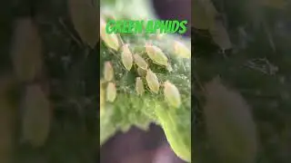 Green Aphids in macro #macrophotography #insect #aphids #bugs
