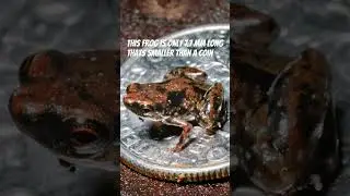🐸 The smallest frog in the world#frog #wildlife #facts #microanimals #animalshorts #life #smallest