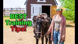 Every Horse Owner MUST Know these Training Tips! |  Ep. 54