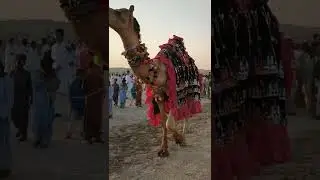 Camel decoration