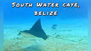 Belize Barrier Reef -- Snorkeling Tour -- South Water Caye ---  Rays + Nurse Shark + Dolphins