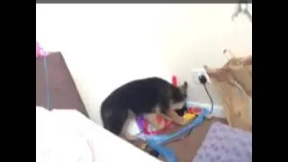 Savage German Shepard Puppy