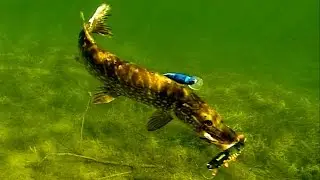 Pike attack Mike fishing lure underwater. G&auml;ddfiske. Hechtangeln. Pesca del lucio Рыбалка атака щуки