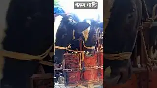 gorur gari, amba cart, guru, hamba, vas, cow #viral #animals #funny #tiktok #reels #video #yt #fyp