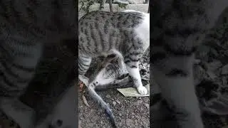 Brutal cat fight 🔥😱