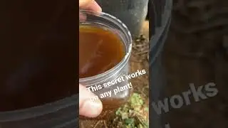 Worm bin leachate. Packed with nutrients. 1 cup at the root base weekly for best results