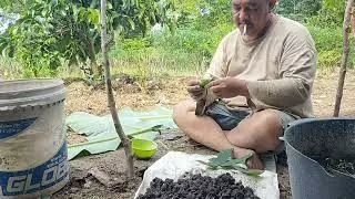 Cara Praktis dan Sederhana Plibek Cabe pakai Daun Pisang dan Lidi Kelapa