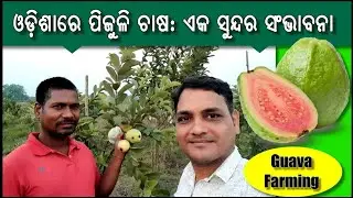 ହାଇବ୍ରିଡ଼ ପିଜୁଳି ଚାଷ 🔥 / Hybrid Guava Farming in odisha #guavafarming #odishafarming #agriculture