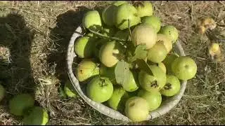 Village | Vlog | Karore Valley | Salaar Ali Dhanyal 