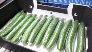 Машина за пакетиране на краставици SORS (Agro Christiaens)
