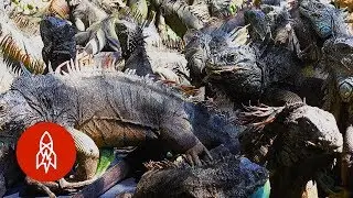 Preserving Prehistoric Lizards With the Iguana King