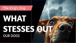 What Stresses Out Our Dogs