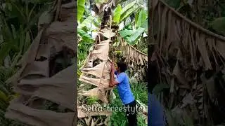 Red Banana harvest / நம்ம தோப்பு செவ்வாழைப்பழம் / red banana Garden #garden #banana #shortsfeed