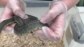 Steve&rsquo;s Snaketuary- Snake Fungal Disease