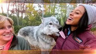 Into The Wolves Den Trailer: Mutual of Omaha's Wild Kingdom Protecting The Wild