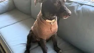 Dog Mom Review- Dog Sweater on a 30 Pound Dog - FEimaX Overview! #ad #amazoninfluencer