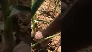 الجزء الثانى من تجربه زراعه الثوم فى الاراضى المستصلحة حديثا