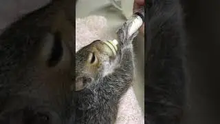 Squirrel bottle feeding