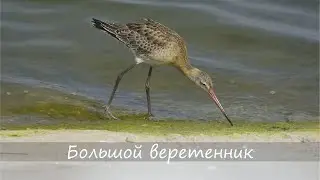 ПРОГУЛКИ С КУЛИКАМИ (4K): Большой веретенник / Black-tailed godwit / Грыцук вялікі.