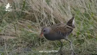 The Elusive Water Rail | WWT Welney