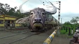 Dangerous Buffalo Headed Agartala Garibrath Express Furious Moving Throughout at Railgate Crossing 