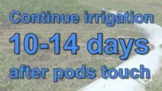 Soybean Irrigation