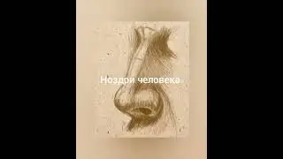Построение лица человека. Ноздри человека