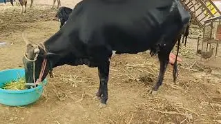 Trypanosoma recovered cow/ animal shown good response to treatment given for surra / trypanosomasis 